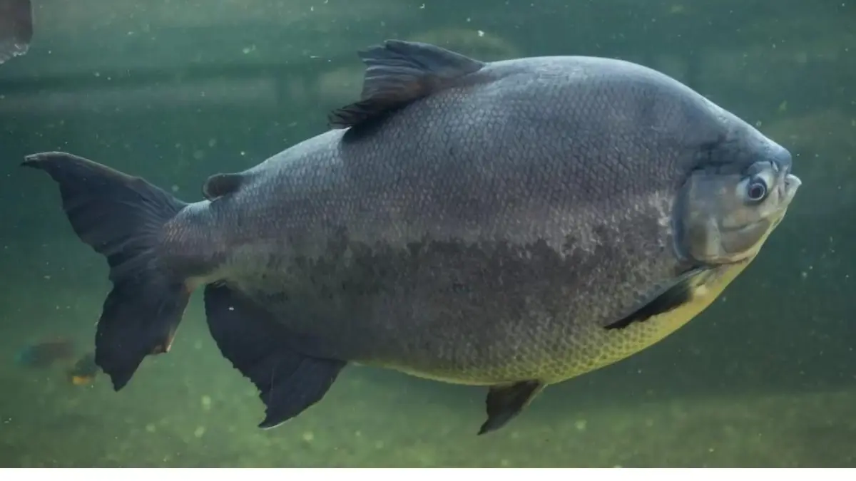 Peixe redondo de água doce encontrado no Brasil.