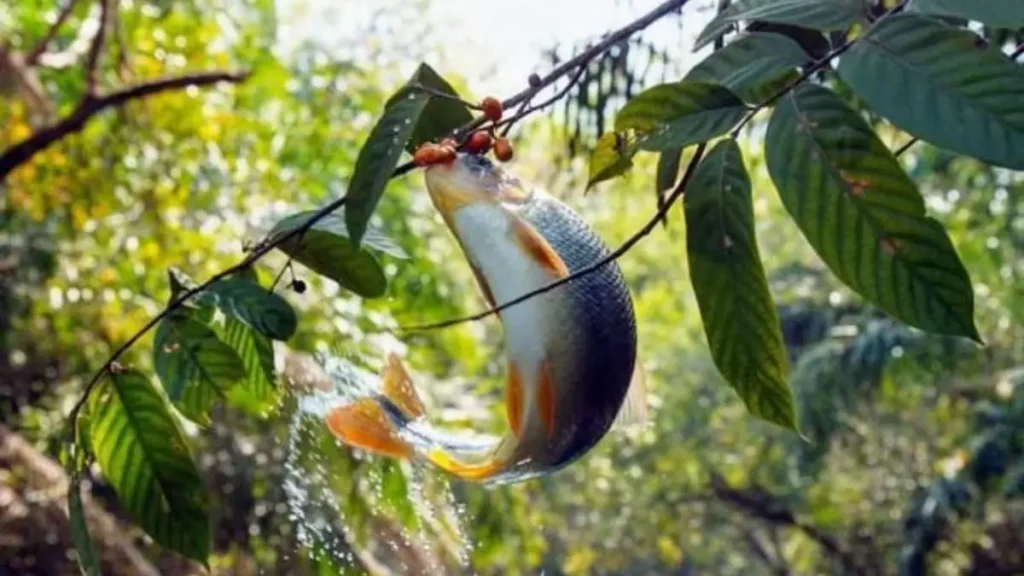 Piraputanga alimentando-se de frutos nas margens de um rio