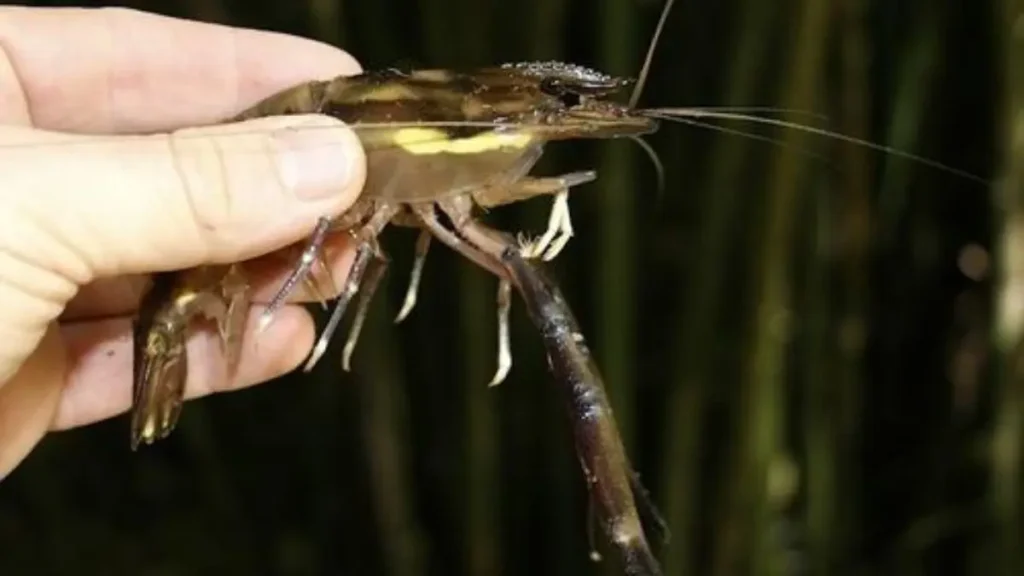 Grande exemplar de pitu (Macrobrachium carcinus) em água doce. 