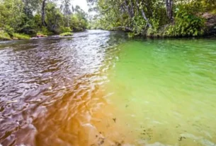 Canal natural em um rio brasileiro, utilizado por diversas espécies de peixes para deslocamento e alimentação.