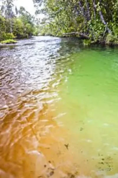 Canal natural em um rio brasileiro, utilizado por diversas espécies de peixes para deslocamento e alimentação.
