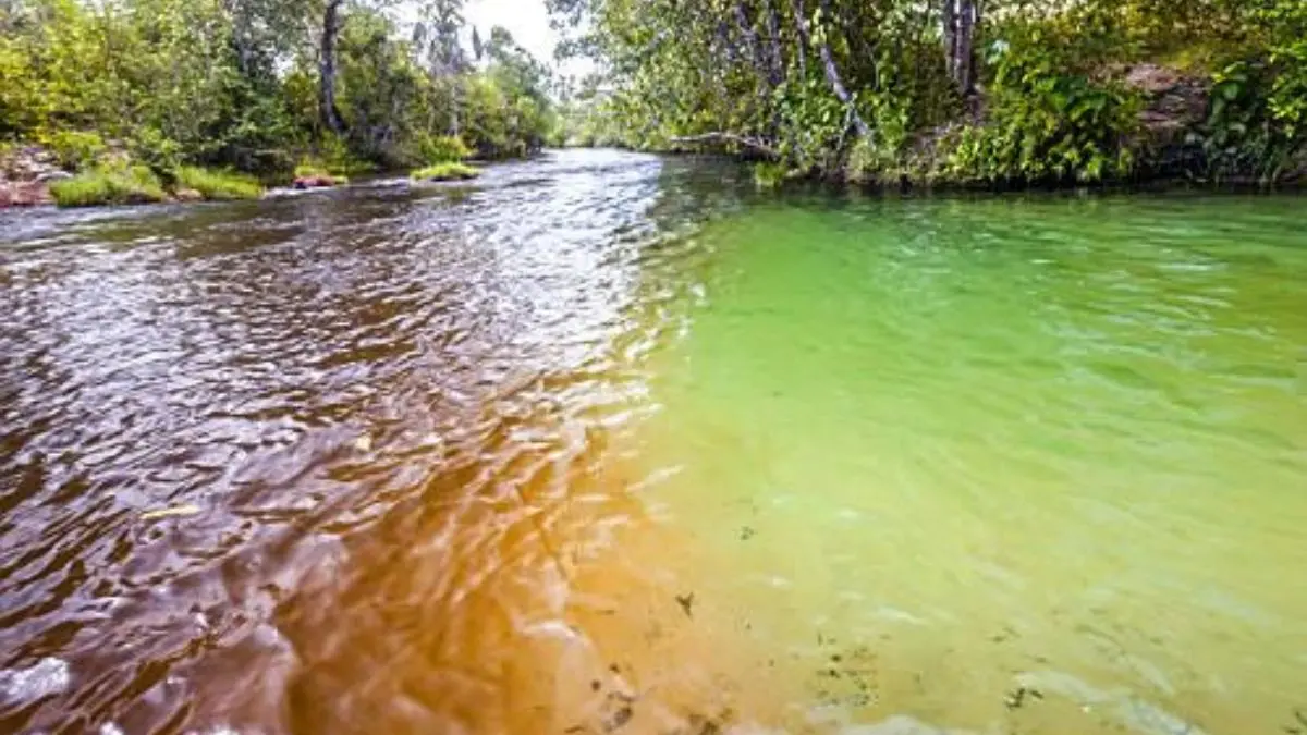 Canal natural em um rio brasileiro, utilizado por diversas espécies de peixes para deslocamento e alimentação.