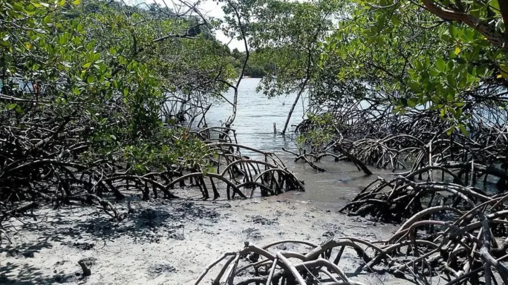 Manguezais do estuário do Rio Goiana, referência em pesca esportiva de robalos.
