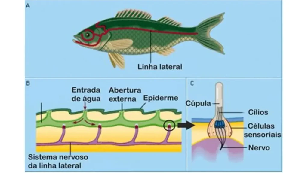 Biologia e a ciência dos peixes de água doce. 4 Sistema sensorial de peixe de água doce destacando visão e linha lateral.