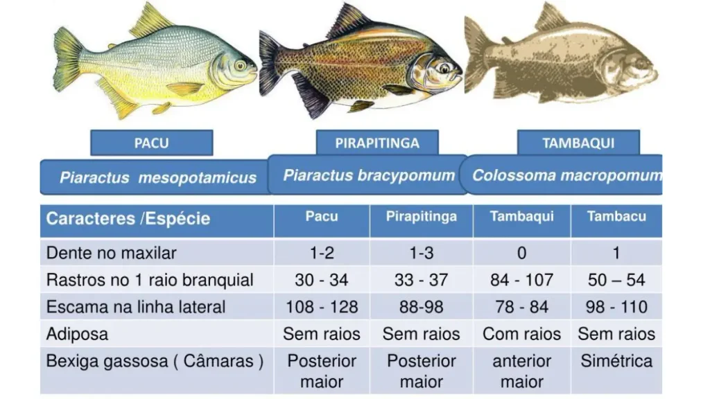 Comparação entre tambaqui, pacu e pirapitinga, principais peixes redondos brasileiros. 
