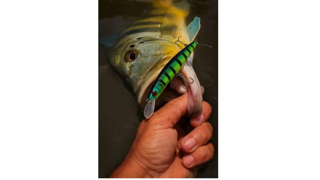 Guia de pesca esportiva trabalhando isca de hélice para tucunaré-açu na Amazônia.