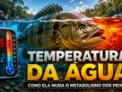 Peixes nadando em rio de água doce representando a influência da temperatura sobre o metabolismo.