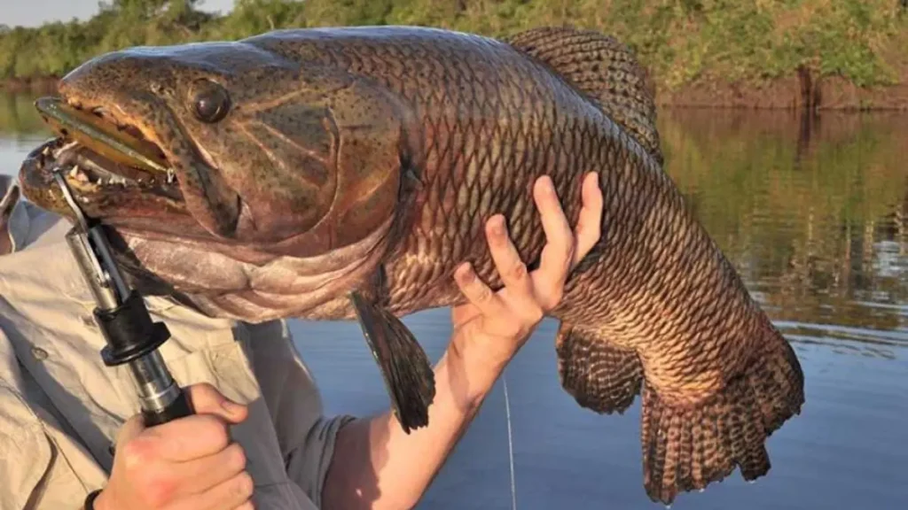 Trairão na Amazônia: equipamentos e técnicas para mais capturas. 4 Trairão em ambiente típico da Amazônia, próximo a estruturas naturais.