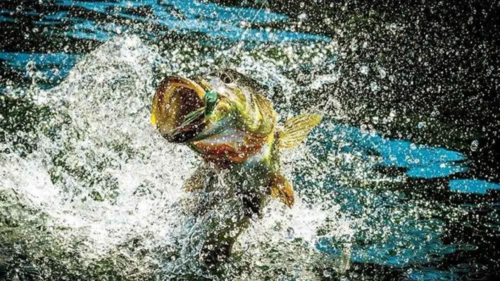 Tucunaré, rei da Amazônia: guia completo para fisgar. 6 Tucunaré atacando isca artificial durante pesca esportiva em águas amazônicas.