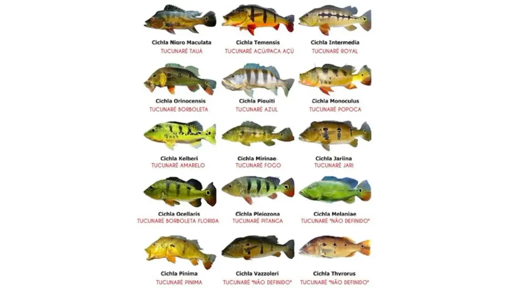 Tucunaré, rei da Amazônia: guia completo para fisgar. 3 Tucunaré do gênero Cichla, mostrando coloração e ocelo característico da espécie.