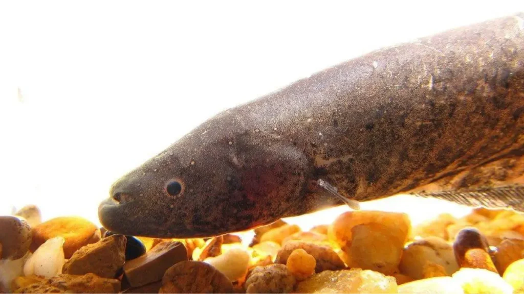 Tuvira utilizada como isca natural para grandes peixes.