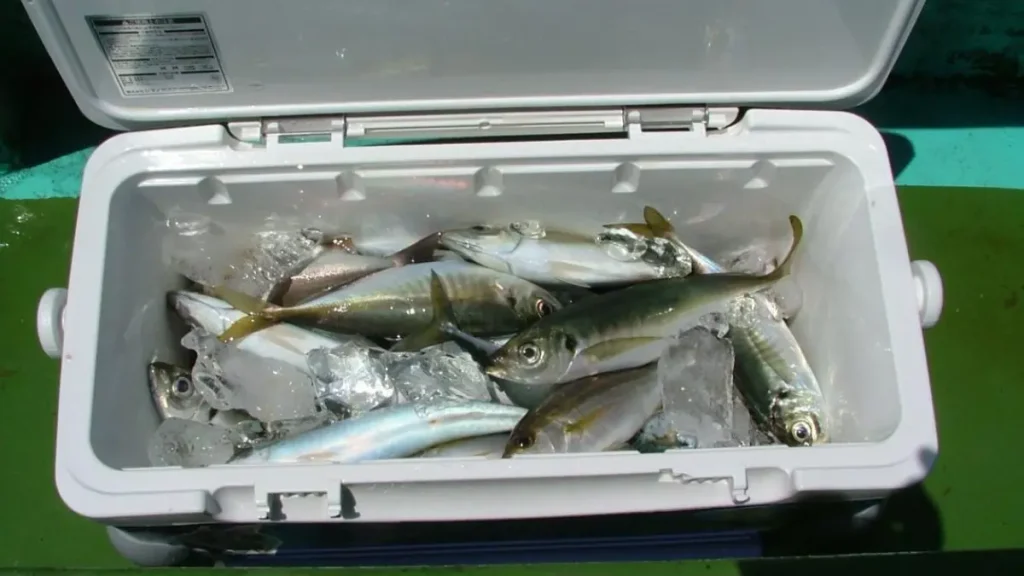 Peixes armazenados corretamente em caixa térmica com gelo durante o transporte.
