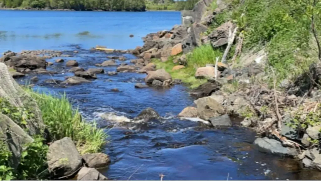 Entrada de água em lago ou represa, formando ambiente favorável para concentração de peixes.