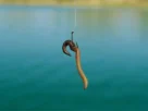 Minhoca usada como isca natural para pesca de peixes de água doce.