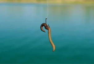 Minhoca usada como isca natural para pesca de peixes de água doce.