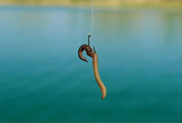 Minhoca usada como isca natural para pesca de peixes de água doce.