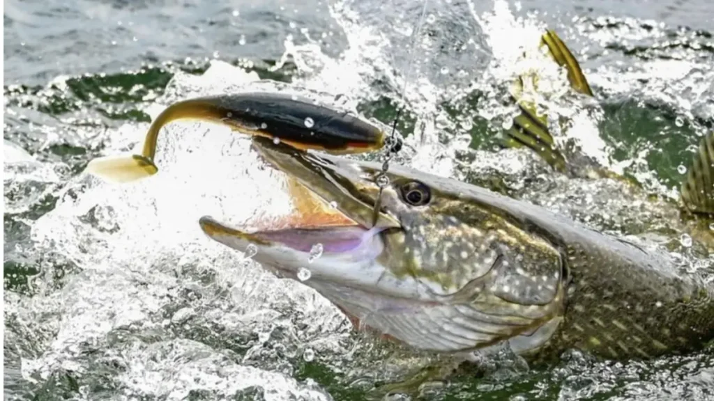 O que faz um peixe atacar uma isca artificial.