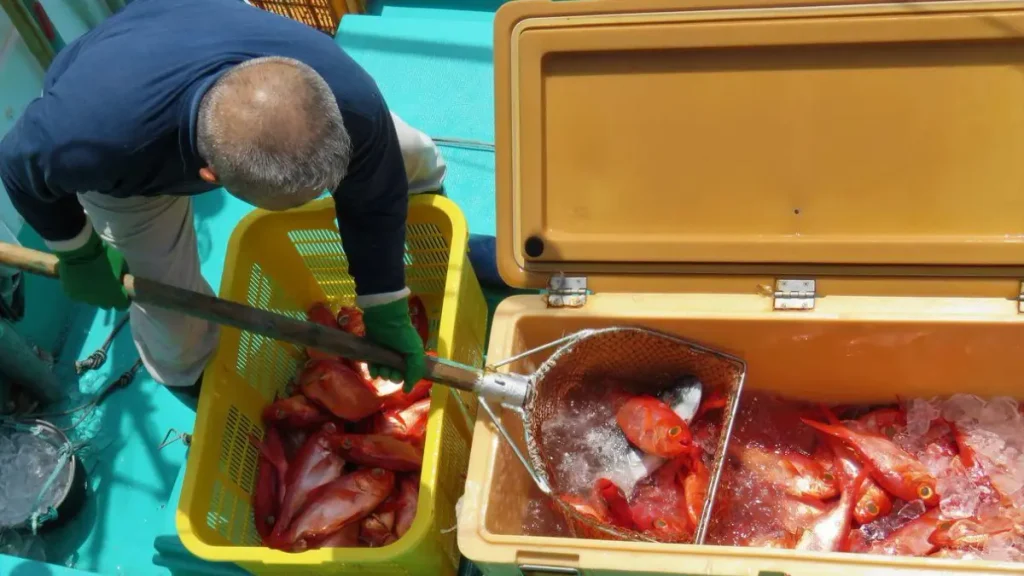 Como armazenar peixes corretamente após a pescaria.