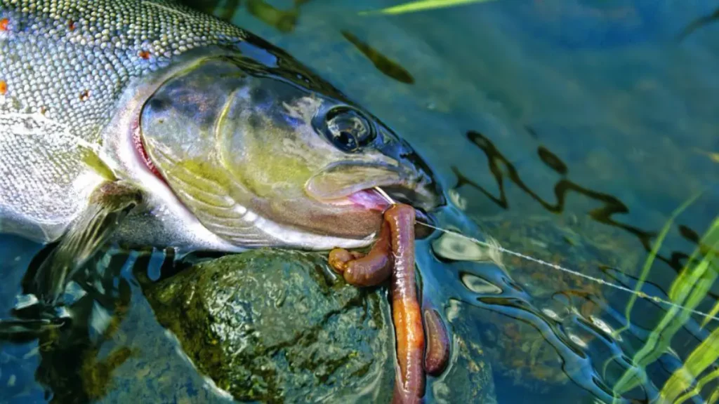 Peixe de água doce atacando minhoca usada como isca natural.