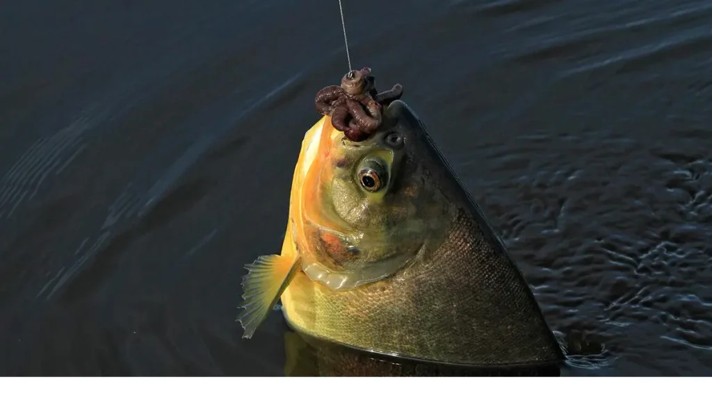 Peixe de água doce sendo capturado utilizando minhoca como isca natural.