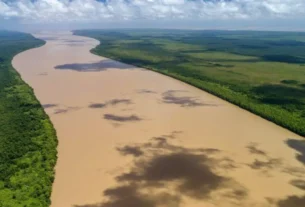 Pesca esportiva no Amapá em rio amazônico cercado pela floresta.