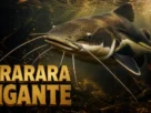 Pirarara gigante nadando em rio amazônico, com barbilhões, faixa lateral clara e cauda avermelhada.