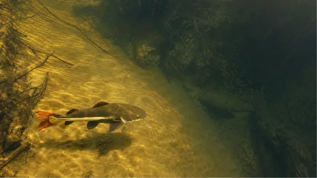 Pirarara: o gigante dos rios amazônicos e sua biologia única. 3 Pirarara nadando sobre um banco de areia entre galhos submersos em rio amazônico.