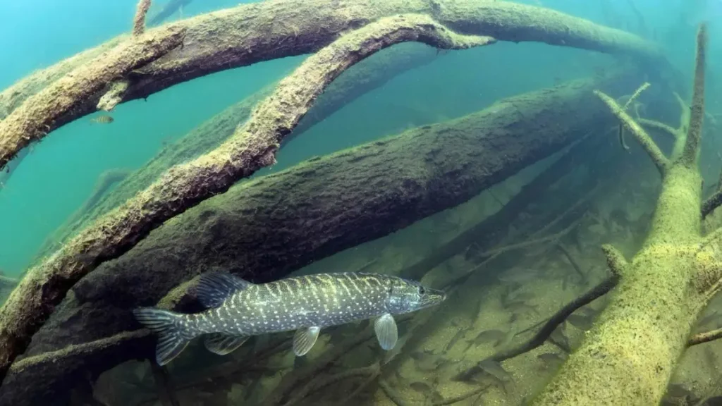 Pontos de emboscada de peixes predadores.