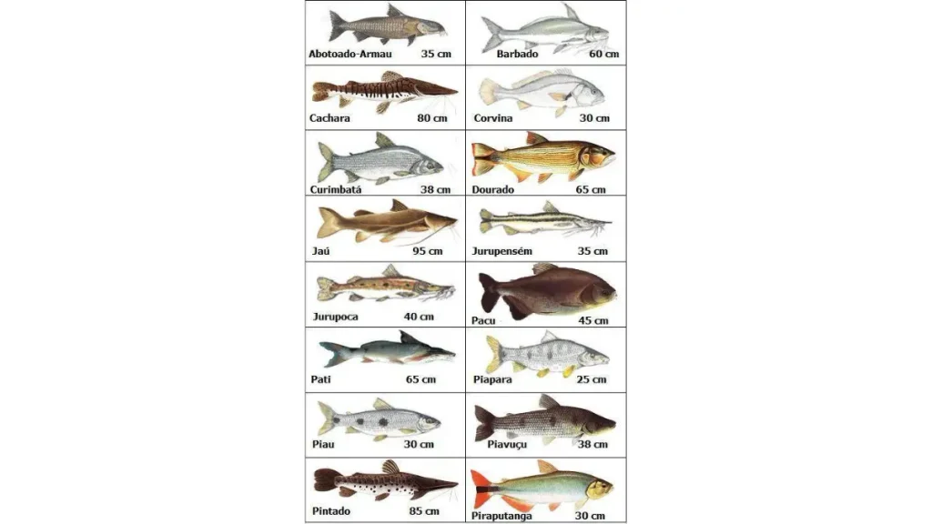 Principais peixes da Bacia do Prata, como dourado, pacu, piapara e pintado.
