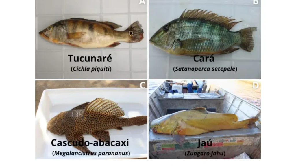 Principais peixes da pesca esportiva em Rondônia, como tucunaré, cará, pirarara, cachara e jaú.