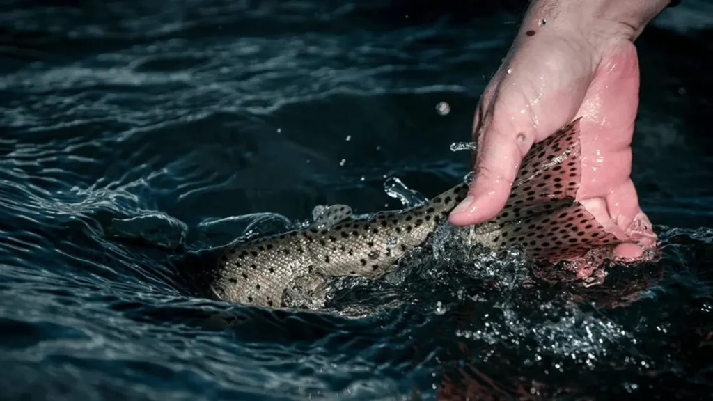 Recuperação e soltura correta do peixe após a captura.