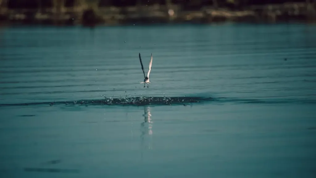 Sinais de atividade de peixes na superfície de lagos e represas durante a pescaria.