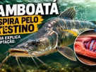 Tamboatá em ambiente aquático destacando a adaptação que permite respirar pelo intestino.