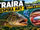 Traíra em ambiente aquático com destaque para a bexiga e sua relação com a respiração.
