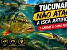 Tucunaré seguindo isca artificial sem atacar.