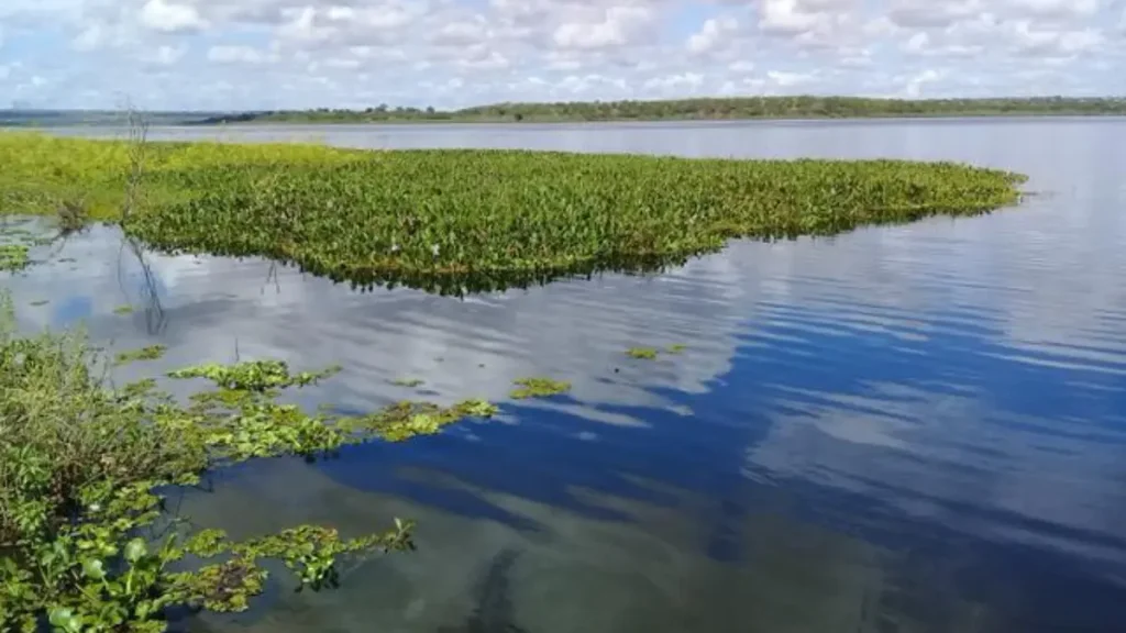 Vegetação marginal de lago formando habitat e área de alimentação para peixes.