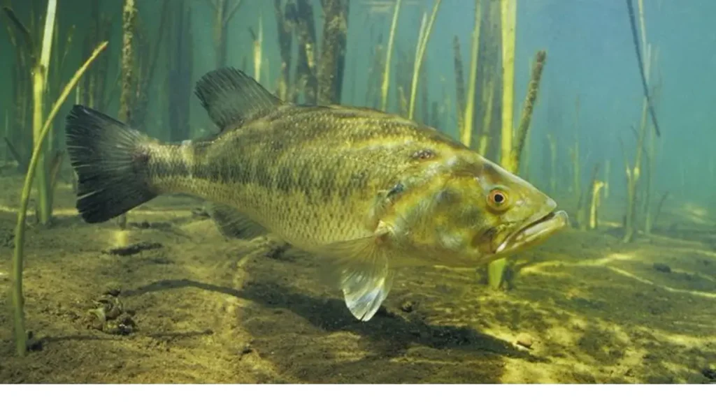 Black bass (Micropterus salmoides) em seu habitat aquático, espécie de peixe esportivo introduzida no Brasil.