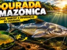 Dourada amazônica, peixe de couro com barbilhões, em destaque para explicar sua biologia, seu habitat e as diferenças em relação ao dourado.