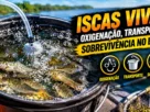 Iscas vivas mantidas em balde com água durante o transporte.