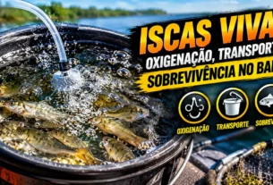 Iscas vivas mantidas em balde com água durante o transporte.