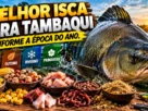 Melhor isca para tambaqui, conforme a época do ano, com diferentes opções de iscas e um grande peixe em destaque.