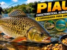 Peixe piau em destaque nas águas de um rio, com escamas douradas e nadadeiras alaranjadas, ilustrando suas características, alimentação e curiosidades.