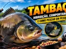Tambacu de grande porte em destaque, com equipamentos de pesca e pesqueiro ao fundo, ilustrando a hibridação, o comportamento e as técnicas de captura.